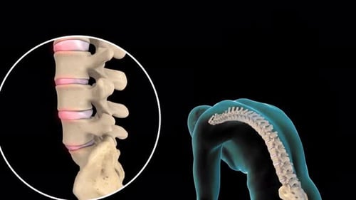 Human spine and skeletal system with highlighted vertebrae