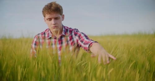 Man Farmer Working in the Field Inspects the Crop Wheat Farming Agriculture