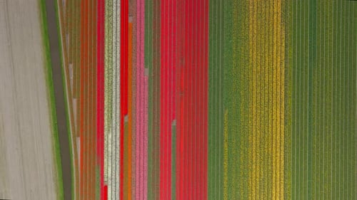 Aerial top view of colorful patterns of tulip fields in Lisse, Netherlands