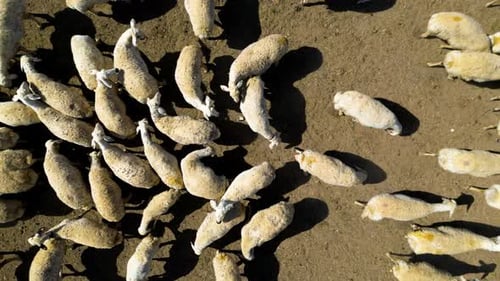 A lot of sheep in the field