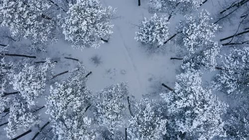 A lonely man himself in the forest walks along a path in a snowy forest.