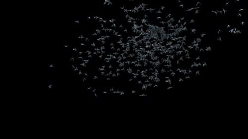 Flying Bat Swarm Animation on Black Background