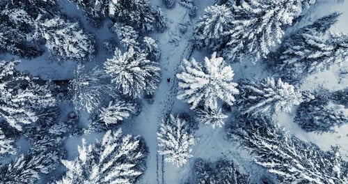 Hiker Walking in Deep Snow Outdoors in Forest Landscape