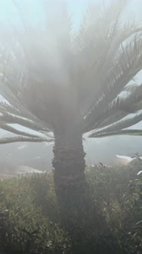 Palm Tree in Fog on Hill