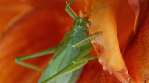 A close-up shot of a green great grasshopper on an orange blossoming flower.