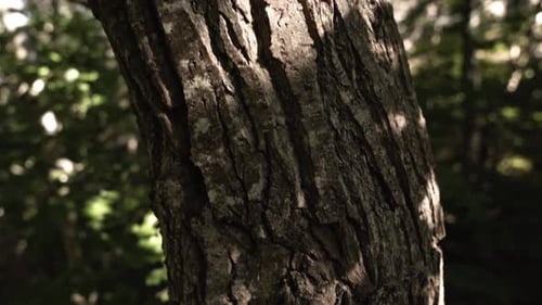 Deep pattern of tree trunk growing in forest, close up tilt up view