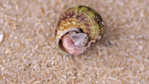 Hermit crab comes out of its shell and slowly moves out