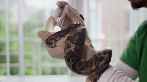 Herpétologiste inspectant la vue des serpents python avec une lampe de poche