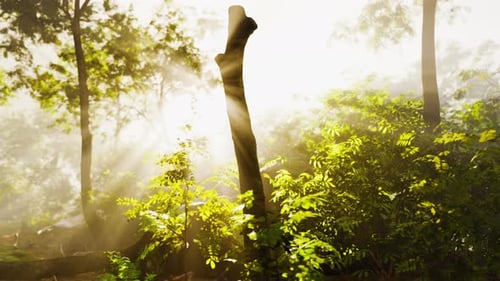Der grüne Wald leuchtet unter der Wärme der Sonne