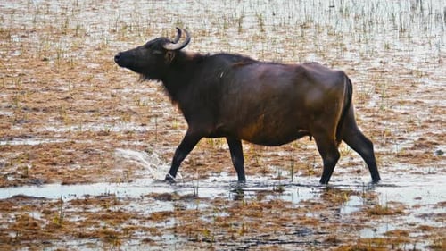 Buffalo 2K