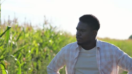 African American Man Examines Corn Field Walking at Sunlight