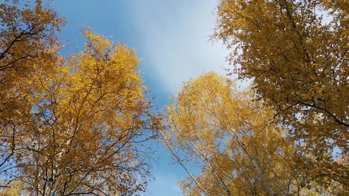 BOTTOM UP NAHAUFNAHME Buchenzweige mit leuchtend gelb gefärbten Blättern im Herbst