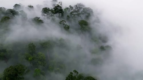 Aerial view fly over misty rainforest
