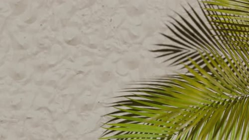 Palm Fronds Over Textured Stucco Wall in a Seamless Tropical Loop