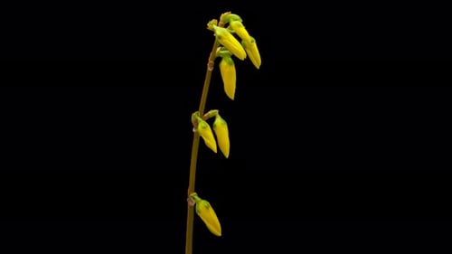Timelapse de l'ouverture d'une fleur de forsythia jaune, fleur de forsythia fleurissant sur fond noir