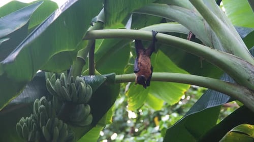 Murciélago frugívoro o zorro volador descansando en un banano