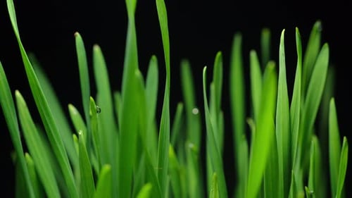 Fresh Green Grass Blades Against Black Background