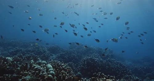 Corals with School of Fish Underwater in Blue Sea