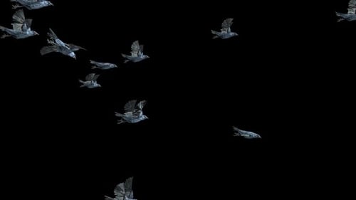 Realistic Flying Crows and Ravens Digital Element