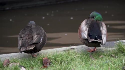 two ducks are sleeping on the waterfront with boat passing by