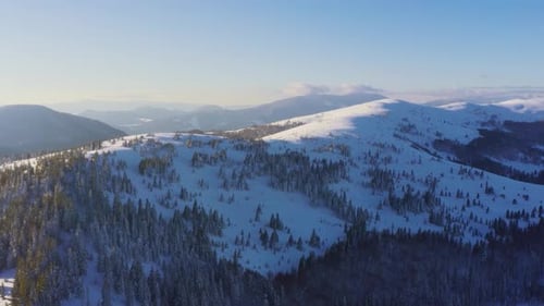 High Snowy Mountain Covered with Evergreen Fir Trees on a Sunny Cold Day