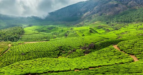 Timelapse des plantations de thé vert à Munnar, au Kerala, en Inde