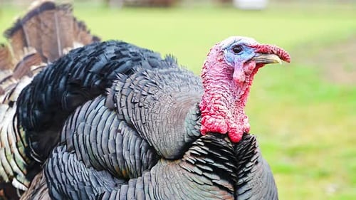 Portrait of Black Male Turkey in Free Range Farm in Czech Republic