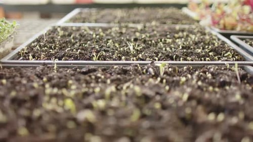 Close up of plants in greenhouse, slow motion