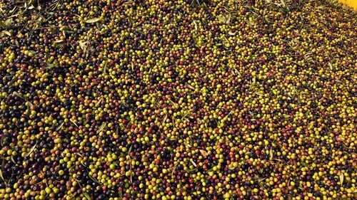 Massive amount of Fresh Harvested Olives in a trailer.