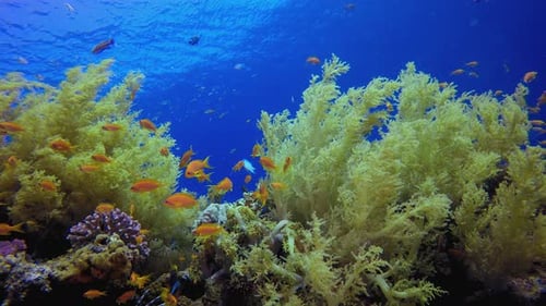 Underwater Soft Coral Broccoli