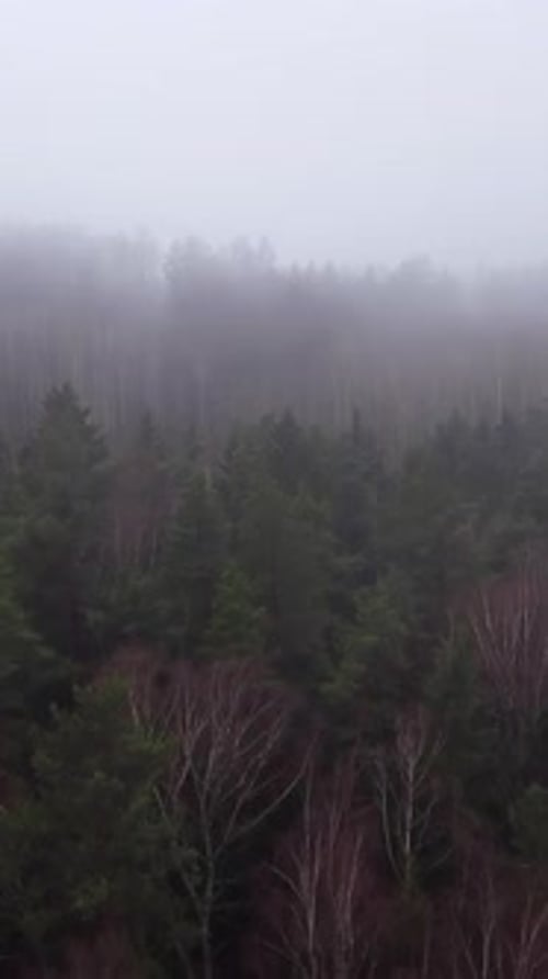 Vertical aerial dolly through misty cloud covered evergreen forest, serene establishing shot