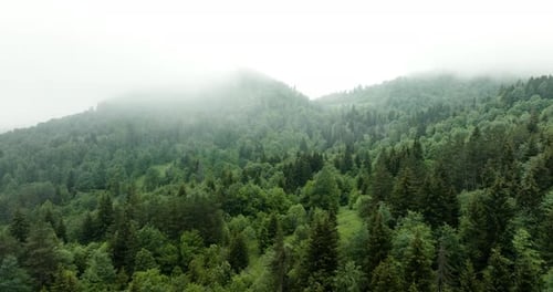 Coniferous Green Forest Covered By Clouds And Fog In Bakuriani, Georgia. - aerial