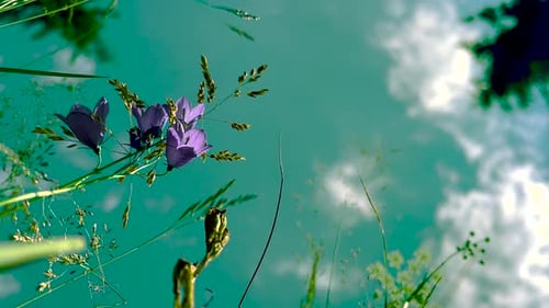 summer field meadow green grass and flowers, falling camera into grass bottom