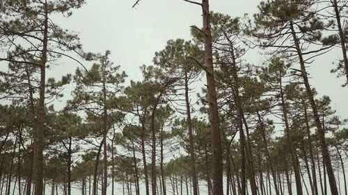 Tall pine trees in forest under cloudy sky