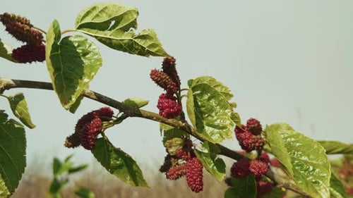 Moras rojas maduras que cuelgan de la rama de un árbol verde 1