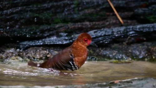 A skittish waterbird found in Thailand in which it likes to stay undergrowth especially thick grass