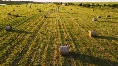 Viele Rundballen auf dem landwirtschaftlichen Feld nach der Ernte am Sommerabend