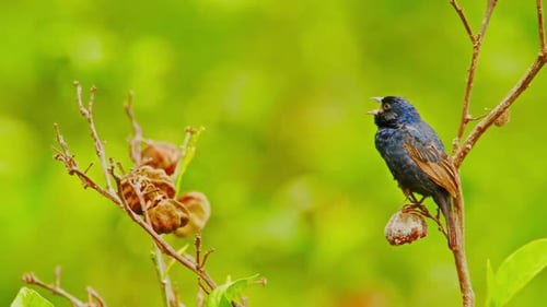 Blue bird perched on a branch surrounded by green nature in Aucallama, Peru