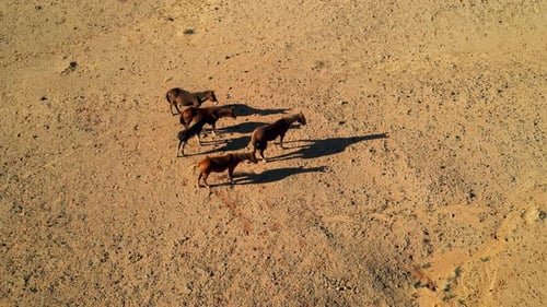 An aerial perspective of wild horses resting in Arizona