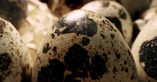 Close Up Macro of Quail Eggs in Straw Nest Organic Farming Natural Stilllife Springtime Easter