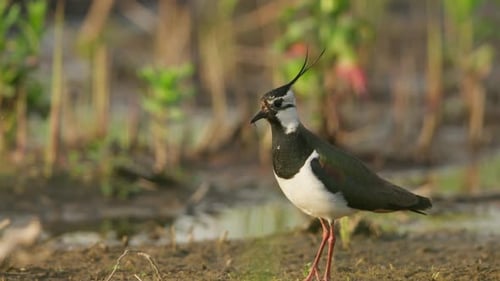 Elegant Lapwing Strutting in its Natural Habitat