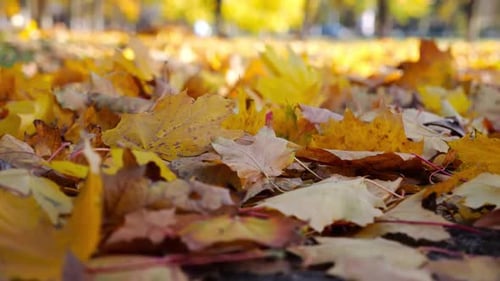 Nahaufnahme des leeren Herbstwaldes an einem sonnigen Tag Gelbe Ahornblätter, die auf dem Rasen im Wald liegen