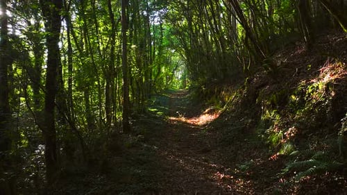 Sun Shining Through The Trees Along The Path In The Mountain Forest. - aerial pullback shot