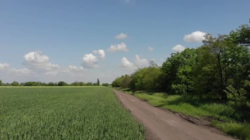 green barley and wheat fields aerial view