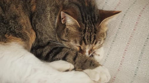 Brown Tabby Cat Napping Peacefully on Blanket