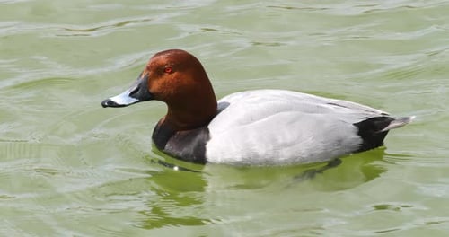 Slow Motion Common Pochard Image