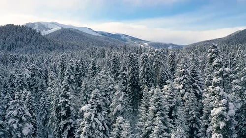 Beautiful snow scene forest in winter. Flying over of pine trees covered with snow.