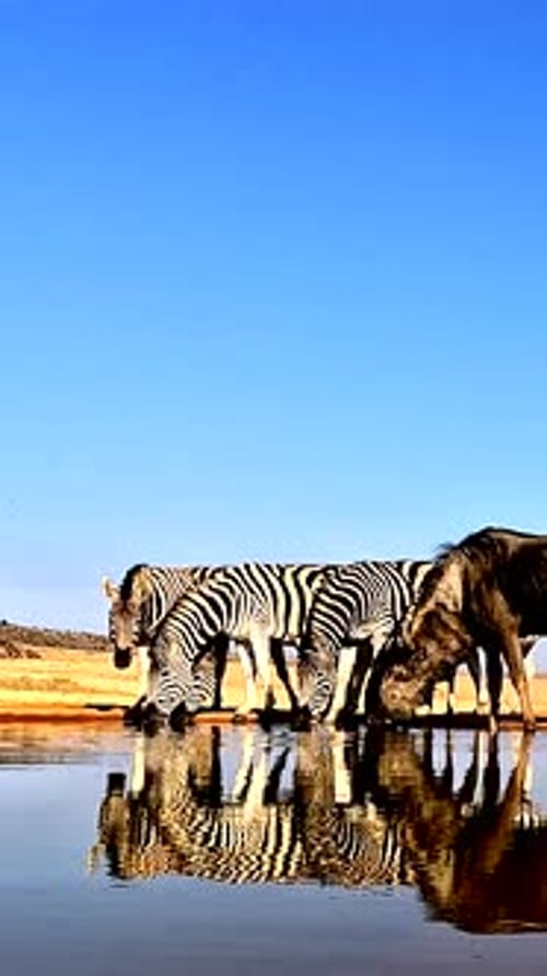 Zebras and Wildebeest Drinking Together at Watering Hole