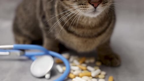 Brown Tabby Cat Sits Near Pills and Stethoscope