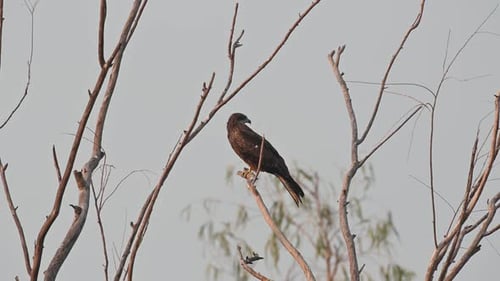 Black-eared Kite Milvus lineatus seen on a branch within a forest of bare trees in Pak Pli, Nakhon N